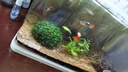 水草套餐三角莫斯淡水松茸火焰垂淚莫斯前景草沉木魚(yú)缸水族箱造景 鳳尾莫斯大號半球（拍兩份發(fā)三份） 曬單實(shí)拍圖