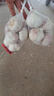 新鮮紫皮大蒜頭【出口精品】去皮蒜網(wǎng)袋裝箱 凈重2275g大果（5cm-5.5cm） 曬單實(shí)拍圖