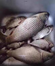 民間藝人磨砂漂身魚(yú)漂野釣輕口鯽魚(yú)鯉魚(yú)浮漂高靈敏醒目加粗鰱鳙大物漂 MX09漂長(cháng)43.3CM吃鉛2.0克 曬單實(shí)拍圖