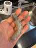 鮮享純【青島蝦】超大蝦新鮮大蝦冷凍鮮活青島大蝦批發(fā)整箱基圍蝦青蝦 15-17厘米鮮蝦速凍 3斤(凈重) 曬單實拍圖
