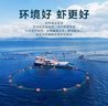 東上御品蝦 青島大蝦基圍蝦鮮活青蝦白蝦海蝦對蝦冰蝦凍蝦生鮮 蝦類(lèi) 海鮮 3斤(凈重)  氣凍大蝦【活蝦速凍】 15-18cm【單只超大蝦】 曬單實(shí)拍圖