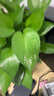 雙盟 綠蘿盆栽除甲醛花卉綠植辦公室新房?jī)艋諝?10款10盆裝源頭直發(fā) 曬單實(shí)拍圖