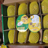 佳沛（zespri）新西蘭 陽光金奇異果12粒禮盒特大果單果約122-146g 獼猴桃 水果 曬單實拍圖