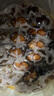 德叔鮑魚(yú)正宗佛跳墻大盆菜3斤裝遼刺參花膠海鮮送禮中秋禮盒源頭直發(fā)包郵  曬單實(shí)拍圖