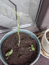 爬藤植物藤本月季花苗四季花卉濃香型玫瑰盆栽庭院陽(yáng)臺薔薇花苗 粉色龍沙寶石 帶土發(fā)貨 15-25厘米高 曬單實(shí)拍圖