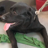 寵物圈（PETCIRCLE） 狗鏈狗繩 八股編織牽引繩大中型犬寵物大狗金毛德牧拉布拉多金毛 軍綠色單繩 L號 適合65-120斤狗狗 曬單實拍圖