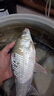 云飛魚(yú)無(wú)結主線(xiàn)線(xiàn)組套裝釣魚(yú)線(xiàn)主線(xiàn)成品綁好黑坑大物鰱鳙主線(xiàn)組配件漁具 5.4米八字環(huán)款4卷【拉力提升】 2.0號 曬單實(shí)拍圖