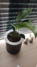 特價(jià)大葉金鉆綠公主盆栽植物除甲醛綠植辦公室四季常青室內擺放2 【1盆】金鉆+灰繁星吸水盆 含盆高度15-20厘米 曬單實(shí)拍圖