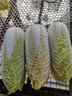 山東娃娃菜新鮮小白菜當季黃牙白蔬菜火鍋涮菜源頭直發(fā)包郵 4包12顆裝 曬單實(shí)拍圖