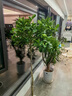 愛(ài)優(yōu)尚香水檸檬樹(shù)盆栽綠植大型室內客廳植物吸甲醛陽(yáng)臺四季好養源頭直發(fā) 曬單實(shí)拍圖