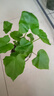 龍鱗春羽水培植物天堂鳥(niǎo)客廳綠蘿盆栽花卉富貴竹龜背竹好養的綠植 精品春羽20-25cm【3棵】送營(yíng)養液 曬單實(shí)拍圖