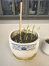 卓天（ZHUOTIAN）【常年開(kāi)花】重瓣風(fēng)雨蘭清香型好養易活庭院陽(yáng)臺盆栽花卉耐寒 混色風(fēng)雨蘭種球10顆 曬單實(shí)拍圖