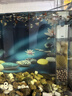 京業(yè)魚(yú)缸多功能過(guò)濾器JY-905F款20w 魚(yú)馬桶增氧三合一循環(huán)過(guò)濾 曬單實(shí)拍圖
