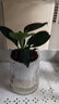 新特價(jià)大葉金鉆綠公主盆栽植物除甲醛綠植辦公室四季常青室內擺放 【1盆】金鉆+基地原盆 含盆高度15-20厘米 曬單實(shí)拍圖