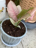 繽賢紅粉佳人紫砂陶瓷盆桌面小盆栽合果芋彩葉芋粉色戀人室內觀(guān)賞美觀(guān) 紅粉佳人（原盆原土） 曬單實(shí)拍圖