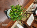 小葉赤楠植物盆栽四季常綠易養(yǎng)活凈化空氣驅(qū)蚊蟲助眠M(jìn)R 赤楠＋海納百川陶瓷盆＋底座＋苔蘚 曬單實(shí)拍圖