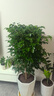 愛(ài)優(yōu)尚幸福樹(shù)盆栽客廳室內大型綠植辦公室喬遷新家綠寶凈化空氣源頭直發(fā) 曬單實(shí)拍圖