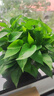 雙盟綠蘿盆栽除甲醛綠植辦公室新房?jì)艋諝?80自吸水16盆裝源頭直發(fā) 曬單實(shí)拍圖