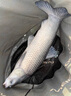 達(dá)億瓦（DAIWA）新款臺(tái)釣竿碳素超輕硬小綜合休閑野釣黑坑手桿鯽鯉魚竿十大品牌 45 （4.5米） 曬單實(shí)拍圖