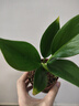 特價(jià)大葉金鉆綠公主盆栽植物除甲醛綠植辦公室四季常青室內(nèi)擺放花 【1盆】金鉆+基地原盆 含盆高度15-20厘米 曬單實(shí)拍圖