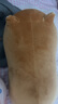 名創(chuàng)優(yōu)品（MINISO）柴犬系列毛絨公仔趴姿玩具娃娃抱枕睡覺室內(nèi)臥室辦公室生日禮物 曬單實拍圖
