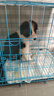 寧寵邊牧幼犬邊牧犬活體邊境牧羊犬幼崽寵物狗活體寵物狗狗活體犬 血統(tǒng)級(jí) 曬單實(shí)拍圖