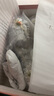 Lily Wei綠野仙蹤系列高跟鞋小碼313233婚鞋大碼41-43洛麗塔涼鞋 綠野仙蹤銀色【跟高8厘米】 38 曬單實(shí)拍圖