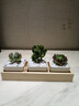 簡詩多肉植物盆栽肉辦公室內(nèi)桌面新手小套餐綠植花卉仙人掌帶盆diy景 3顆多肉+盆+木托；植物可選擇 曬單實拍圖