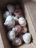 【百萬單爆品】紫白皮蒜水果大蒜超市生鮮蔬菜調(diào)料即食蒜 大蒜 500g 單果3.5-5cm 曬單實拍圖