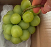 京鮮生 長(cháng)城豐水梨 凈重5斤 單果250g+ 新鮮當季 生鮮水果 中秋禮盒 曬單實(shí)拍圖