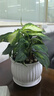 萬(wàn)年青盆栽植物粉黛銀皇后室內好養綠植辦公室四季常青水培小植物 大號花瓣白瓷盆萬(wàn)年青銀皇后 帶盆栽好 曬單實(shí)拍圖