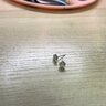 花有心柿s999純銀耳釘女純銀鋯石耳飾2024新款爆款養(yǎng)耳洞耳釘耳環(huán)耳墜飾品 【花朵】6mm鋯石耳釘-999純銀 曬單實(shí)拍圖