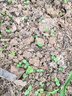 正宗紫云英種子紅花草草籽食用野菜養(yǎng)蜂蜜源固氮綠肥植物牧草種子 5斤紫云英凈籽【特級新種】 曬單實(shí)拍圖