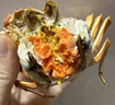 【活蟹】大閘蟹特大母蟹去繩足斤重興化紅膏蟹泰州鮮活海鮮水產(chǎn) 公1.5兩 母1.5兩 6對12只 曬單實(shí)拍圖