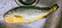 鮮喜利舟山大黃魚(yú)禮盒深海黃花魚(yú)鮮活冷凍生鮮海鮮年貨禮包新鮮水產(chǎn)商用 2條無(wú)禮盒（單條凈重1斤） 曬單實(shí)拍圖