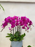 元族【2小時(shí)達】大花蝴蝶蘭盆栽蘭花鮮花同城配送長(cháng)輩節日生日禮物 6株紫色蝴蝶蘭盆栽-大吉大利（花盆類(lèi)似） 曬單實(shí)拍圖