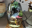 新年喬遷禮盒苔蘚微景觀(guān)生態(tài)瓶創(chuàng  )意面造景綠植盆栽節日生日禮物 生命之樹(shù)微景觀(guān)（煙灰款）植物燈 曬單實(shí)拍圖