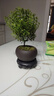 幼薇小葉赤楠盆景擺件 室內(nèi)綠植花卉盆栽老樁客廳辦公室桌面好養(yǎng)植物 小葉赤楠+紫砂盆+圓形底盤 帶盆栽好 曬單實(shí)拍圖