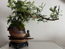 【清香木盆景】飄枝老樁花卉好養(yǎng)綠植盆栽茶桌高檔年貨帶花盆底座 酒壺盆清香木15-20+底座+小沙彌 曬單實(shí)拍圖