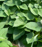 千牛優(yōu)福紅薯葉新鮮專(zhuān)吃葉子地瓜葉嫩尖農家自種食用番薯葉苕尖天然蔬菜 3斤 曬單實(shí)拍圖