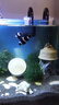 森森（SUNSUN）耀藍(lán)魚缸壁掛式過濾器外置小型過濾桶凈水過濾循環(huán)系統(tǒng)YBG-300 曬單實拍圖