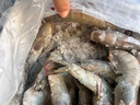 北海灣 厄瓜多爾白蝦 大蝦鮮活速凍鹽凍南美白蝦基圍蝦海蝦對蝦海鮮批發(fā) 【特大蝦 15-18cm】 3斤(凈重) 曬單實(shí)拍圖