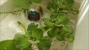 水葫蘆水草浮萍魚(yú)缸烏龜蝦花卉魚(yú)池塘凈化水生植物種苗蓮花水芙蓉 5顆水芙蓉（4-8cm） 曬單實(shí)拍圖