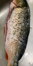  鮮活大鯉魚(yú)1-1.25kg/條 曬單實(shí)拍圖