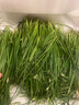 壽禾小茴香種子苗多茬農(nóng)家秋季種植四季蔬菜籽 濰豐濰常小茴香種子25g 曬單實(shí)拍圖