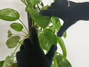 啄木鳥（TUCANO）羊毛手套男秋冬季觸屏?xí)r尚防寒保暖舒適針織毛線加厚騎行開車手套 曬單實(shí)拍圖
