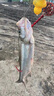 SHIMANO日本進(jìn)口16編pe線錨魚線ygkpe線路亞線主線大力馬魚線強(qiáng)拉力 16編五彩ygkpe線120米【送真碳線 0.6號 曬單實(shí)拍圖