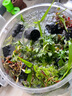 瘋狂水草水草植物直接入缸魚(yú)缸里的水培菌植物魚(yú)缸裝飾造景2 源頭直發(fā)包郵 曬單實(shí)拍圖