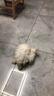 果粒之星純種比熊犬幼犬活體雙血法國卷毛微笑天使白色比熊活體貴族寵物狗 寵物級 曬單實(shí)拍圖