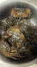 【活蟹】蟹叁鉗莊大閘蟹去繩足重1.8-2.1兩 10只鮮活六月黃鮮活螃蟹水產(chǎn)禮盒源頭直發(fā) 曬單實(shí)拍圖